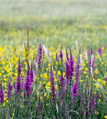 Naklejka premium Flowers field