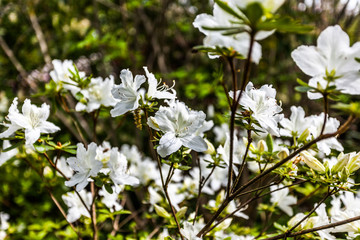 Rhododendren