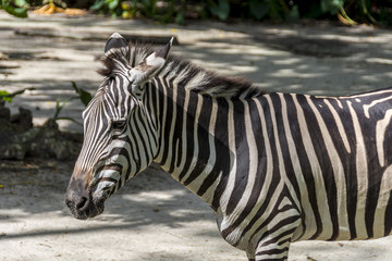 Fototapeta na wymiar Head and shoulders of a Zebra on a hot, sunny day
