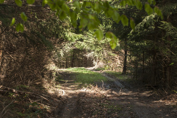 road through the forest