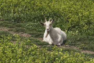 Chèvre en Croatie