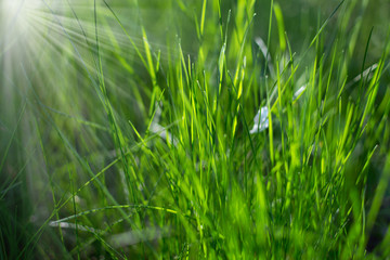 Under the bright sun. Abstract natural backgrounds