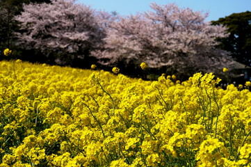 菜の花