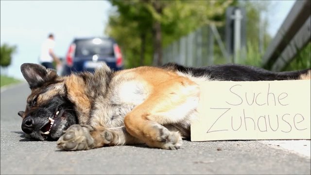 ausgesetzter Sch&auml;ferhund
