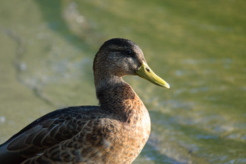 Stock-Ente (Anas platyrhynchos) nach rechts schauend
