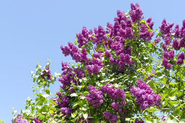 Obraz premium Closeup of blossomed lilac flower bushes against blue sky
