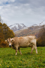 Fototapeta na wymiar Cows on mountain