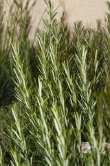 Fototapeta premium green, scented and fresh rosemary