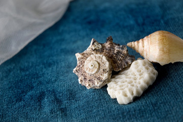 close up seashell on blue