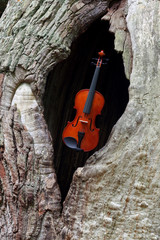 Alte Eiche mit Geige