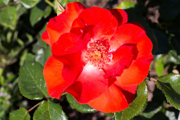 Close-up of  a species of red rose