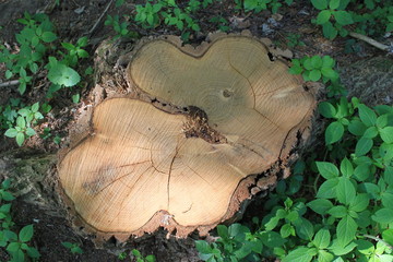 Der Baumstumpf im Schatten