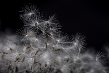 Macro dandelion seed.