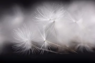 Photo sur Plexiglas Dent de lion Dandelion seeds. Many dandelion seeds, close- up flower seeds.