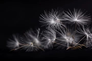 Photo sur Plexiglas Dent de lion Dandelion seeds. Many dandelion seeds, close-up flower seeds.
