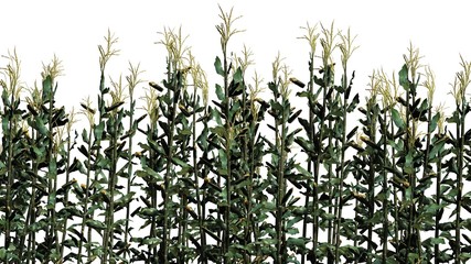 corn plants - isolated on white background