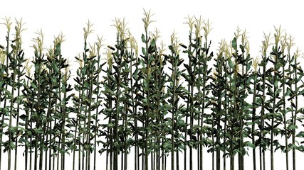 corn plants - isolated on white background © sabida
