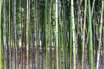 Obraz premium Bamboo forest in a public Park