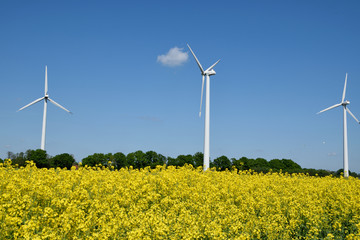 Wind turbines in a field of rapeseed plants