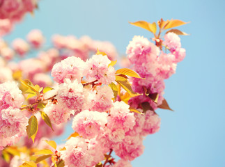 Cherry blossom in springtime, beautiful pink flowers. Sakura