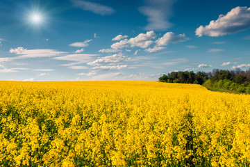 Fototapeta premium Sunny summer morning in the field of blossoming colza