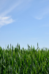 Green field under blue sky