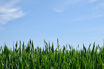 Green field under blue sky