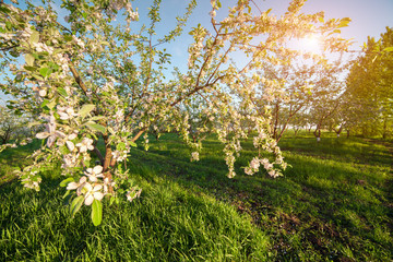 Fototapeta premium Colorfu spring morning in the blossom apples garden
