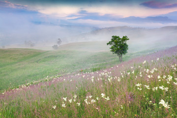 Naklejka premium Foggy summer morning in the mountains.