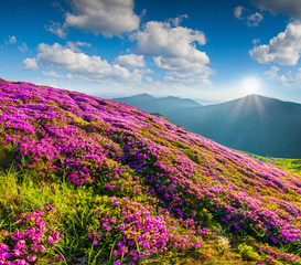 Blossom carpet of pink rhododendron flowers in the mountains
