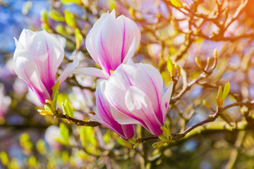 Blooming magnolia flowers in the Keukenhof park, used as backgro