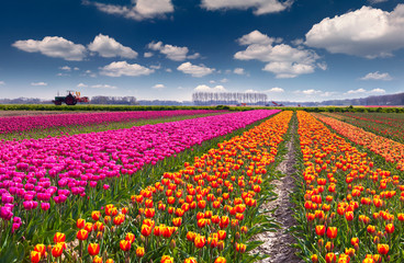 Tulip farm near the Rutten town.