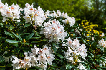 Rhododendorn