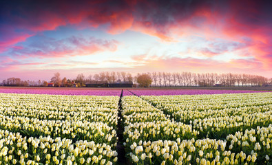 Tulip farm near the Creil town.