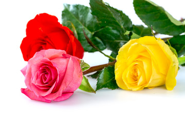 Roses over white background