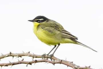 Fototapeta premium Motacilla flava / Yellow Wagtail in natural habitat