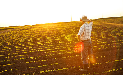 Senior farmer standing in a field and looks into the distance