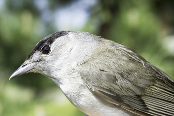 Male Blackcap portrait / Sylvia atricapilla