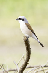 a male Red-backed Shrike in natural habitat (Lanius collurio) 