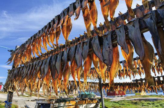 Fototapeta Dried fish in Rodebay settlement, Greenland