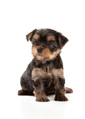 Dog. Puppy of the Yorkshire Terrier on white background