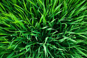 Top view on green wheat sprouts