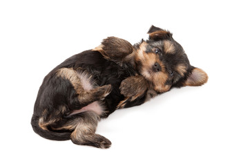 Dog. Puppy of the Yorkshire Terrier on white background