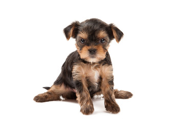 Dog. Puppy of the Yorkshire Terrier on white background