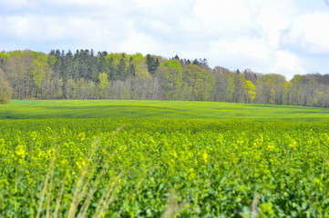 Fields of yellow rape