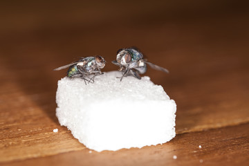 two flies eat sugar