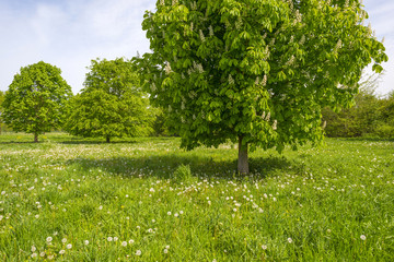 Blossoming chestnut tree in a sunny meadow