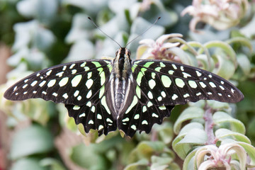 Schmetterling