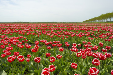 Cultivation of tulips on a field in spring