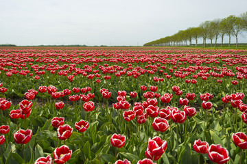 Cultivation of tulips on a field in spring